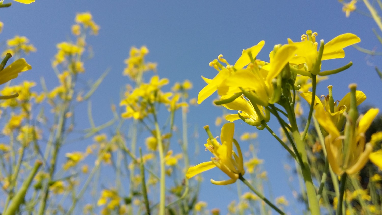 profile_banner_image