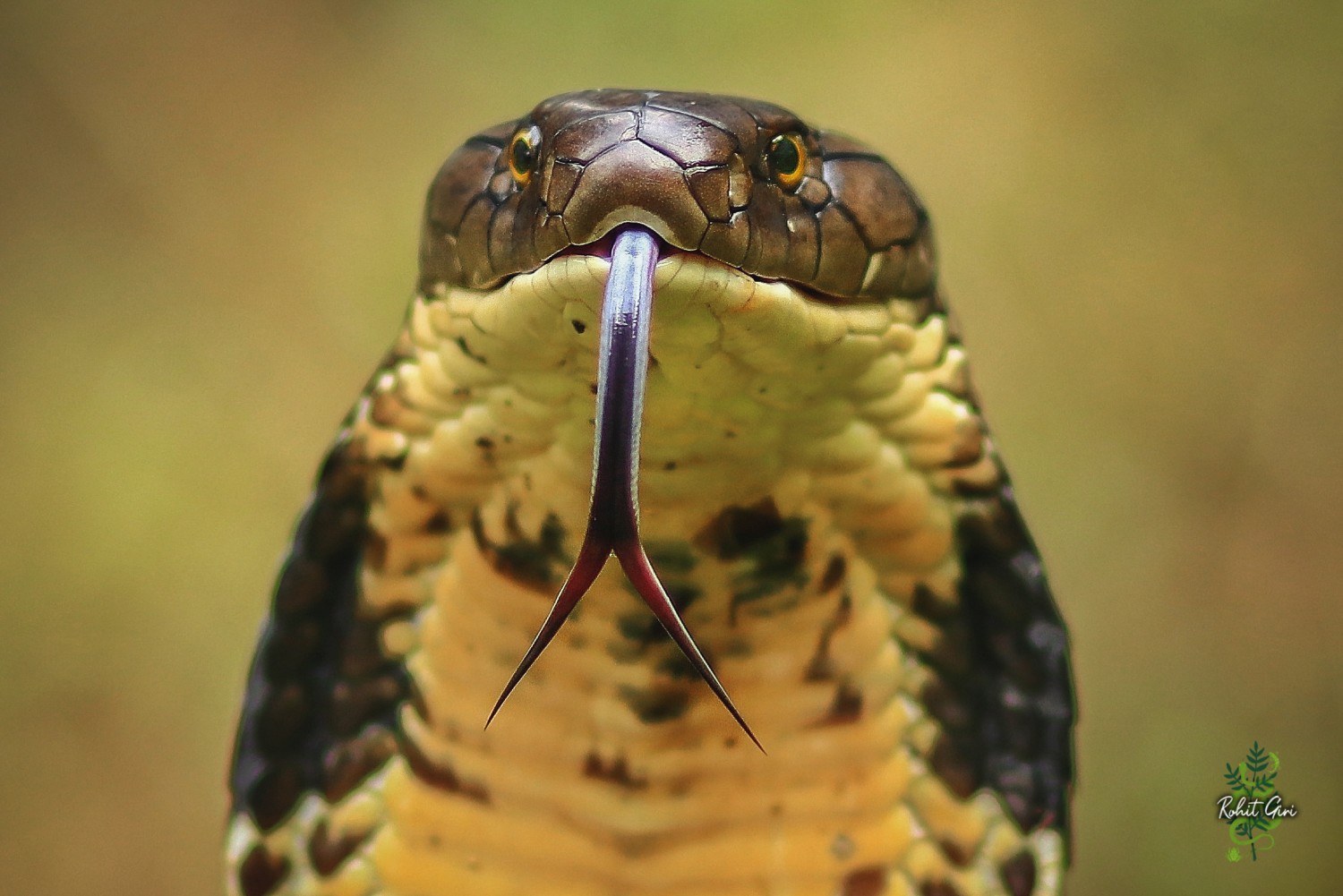 profile_banner_image