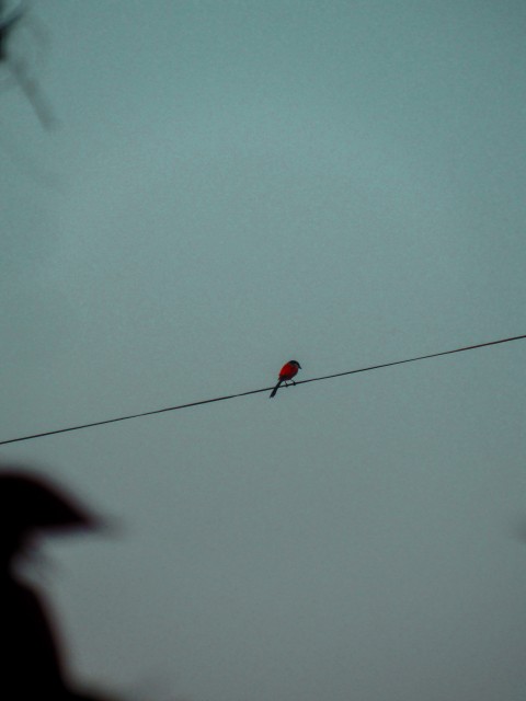 download_img