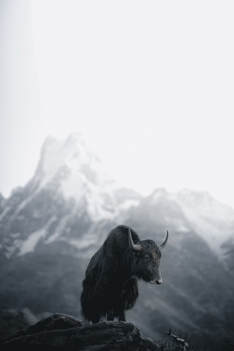 download_img