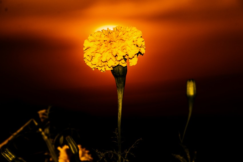 download_img