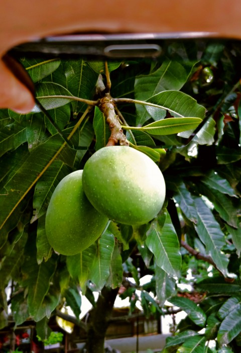 download_img