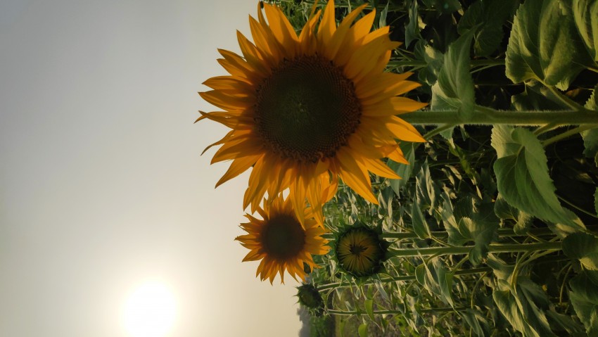 download_img